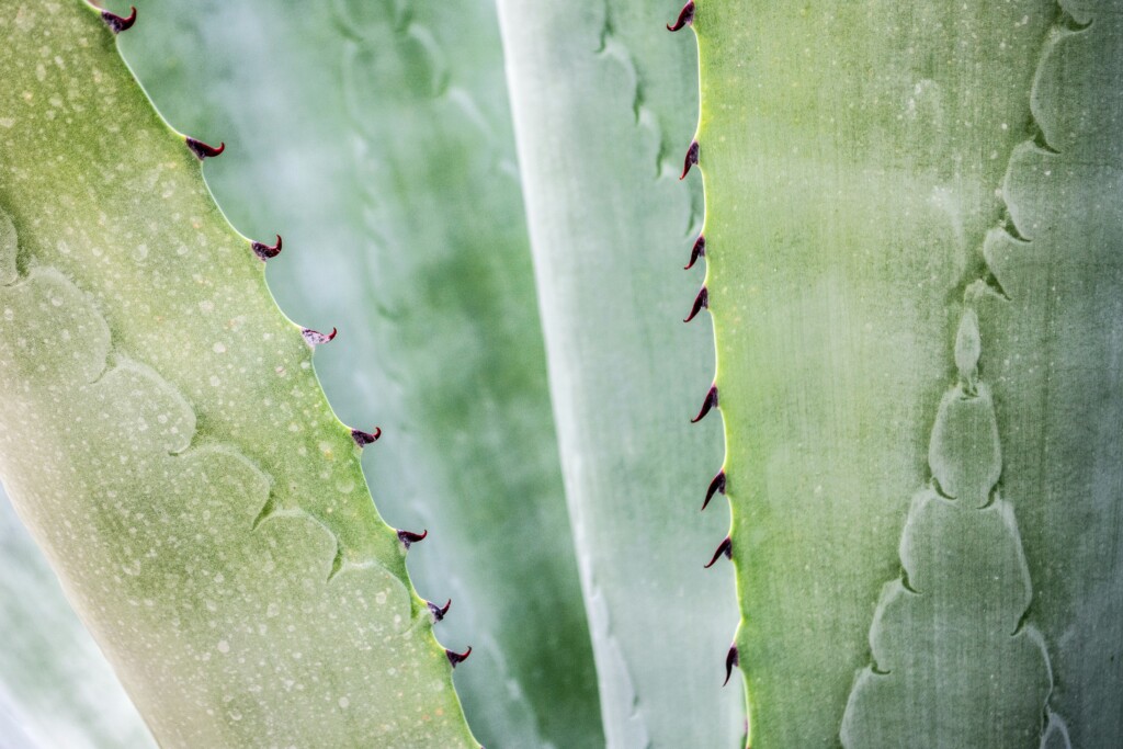 Akne-Hausmittel: Aloe Vera